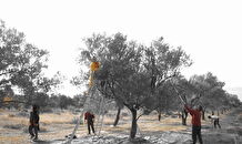 Tradition in Croatia - Olive harvest in village Kozino Zadar